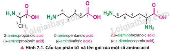 Giải SGK Hóa 12 Bài 7 (Chân trời sáng tạo): Amino acid và peptide (ảnh 2)