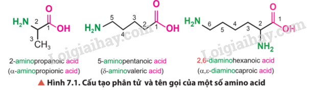 Giải SGK Hóa 12 Bài 7 (Chân trời sáng tạo): Amino acid và peptide (ảnh 3)