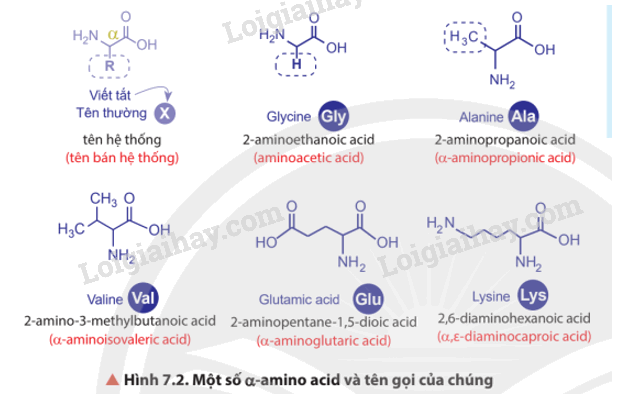 Giải SGK Hóa 12 Bài 7 (Chân trời sáng tạo): Amino acid và peptide (ảnh 4)