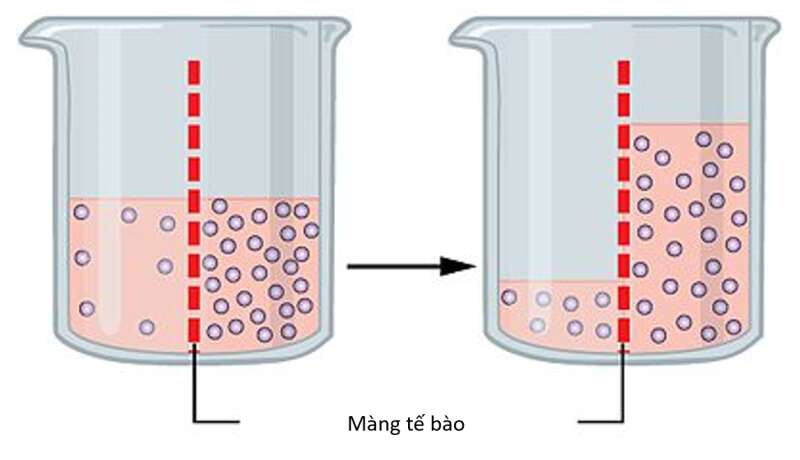 Lý thuyết Sinh học 10 Bài 10 (Kết nối tri thức): Trao đổi chất qua màng tế bào (ảnh 3)