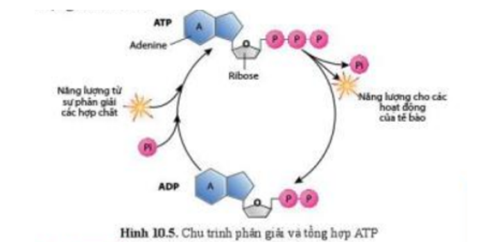 Lý thuyết Sinh học 10 Bài 10 (Cánh diều): Sự chuyển hóa năng lượng và enzyme (ảnh 2)