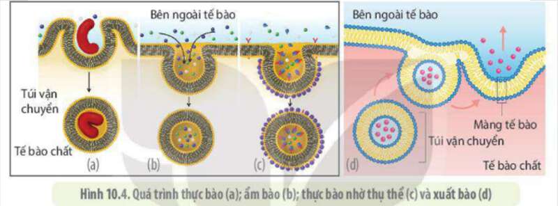 Lý thuyết Sinh học 10 Bài 10 (Kết nối tri thức): Trao đổi chất qua màng tế bào (ảnh 6)