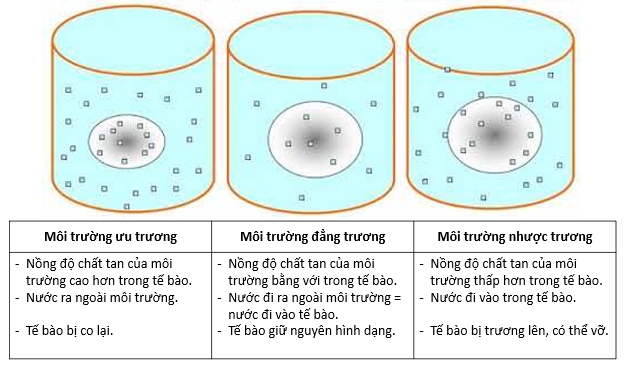 Lý thuyết Sinh học 10 Bài 10 (Kết nối tri thức): Trao đổi chất qua màng tế bào (ảnh 4)