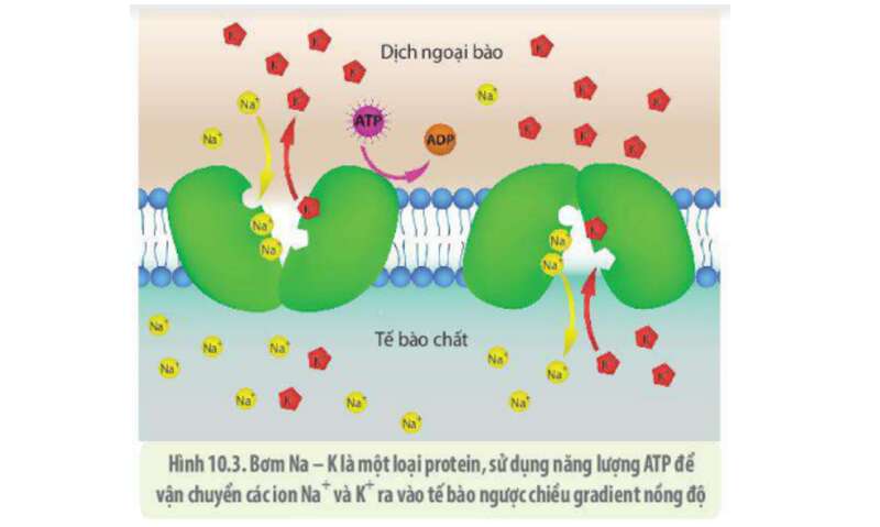 Lý thuyết Sinh học 10 Bài 10 (Kết nối tri thức): Trao đổi chất qua màng tế bào (ảnh 5)