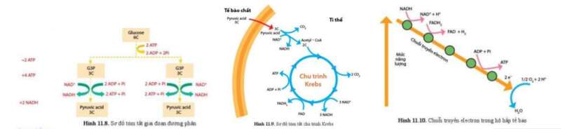 Lý thuyết Sinh học 10 Bài 11 (Cánh diều): Tổng hợp và phân giải các chất trong tế bào (ảnh 13)