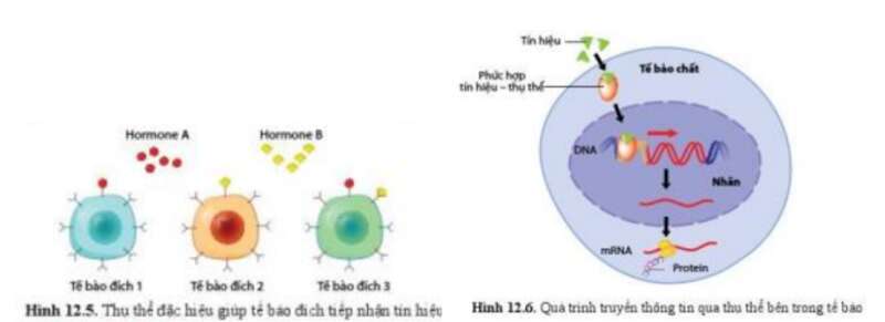 Lý thuyết Sinh học 10 Bài 12 (Cánh diều): Thông tin giữa các tế bào (ảnh 5)