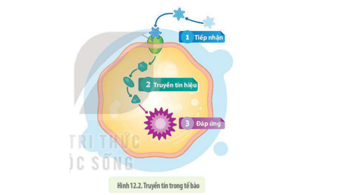 Lý thuyết Sinh học 10 Bài 12 (Kết nối tri thức): Truyền tin tế bào (ảnh 2)