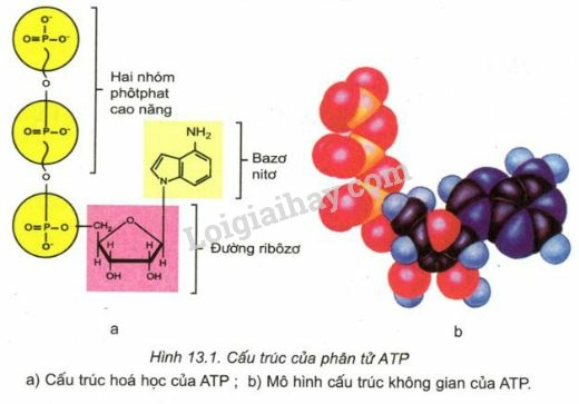 Lý thuyết Sinh học 10 Bài 13 (Chân trời sáng tạo): Chuyển hóa vật chất và năng lượng trong tế bào (ảnh 1)
