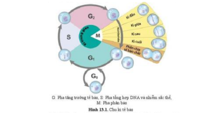 Lý thuyết Sinh học tập 10 Bài 13 (Cánh diều): Chu kì tế bào và vẹn toàn phân (ảnh 1)