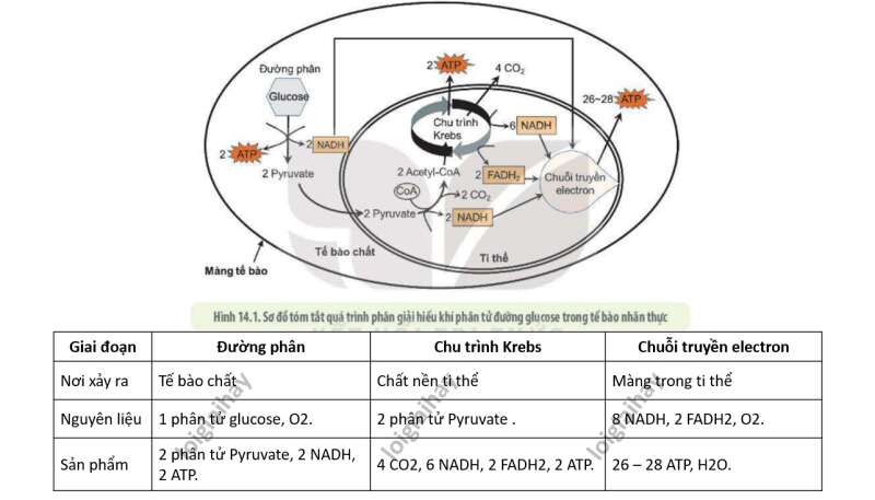 Lý thuyết Sinh học 10 Bài 11 (Cánh diều): Tổng hợp và phân giải các chất trong tế bào (ảnh 12)