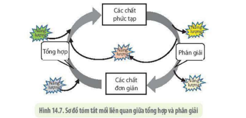 Lý thuyết Sinh học 10 Bài 14 (Kết nối tri thức): Phân giải và tổng hợp các chất trong tế bào (ảnh 12)