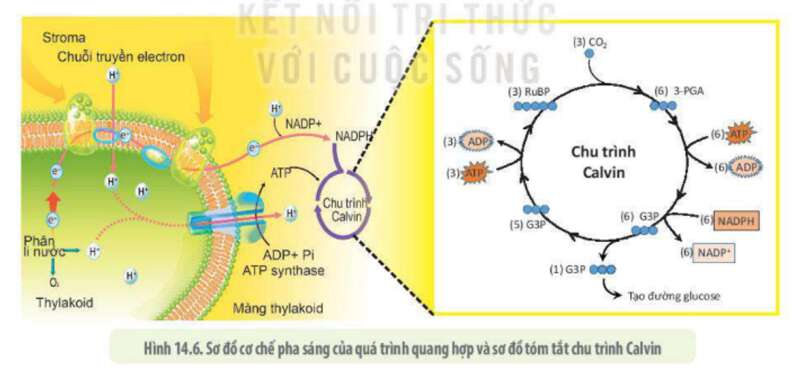 Lý thuyết Sinh học 10 Bài 14 (Kết nối tri thức): Phân giải và tổng hợp các chất trong tế bào (ảnh 8)