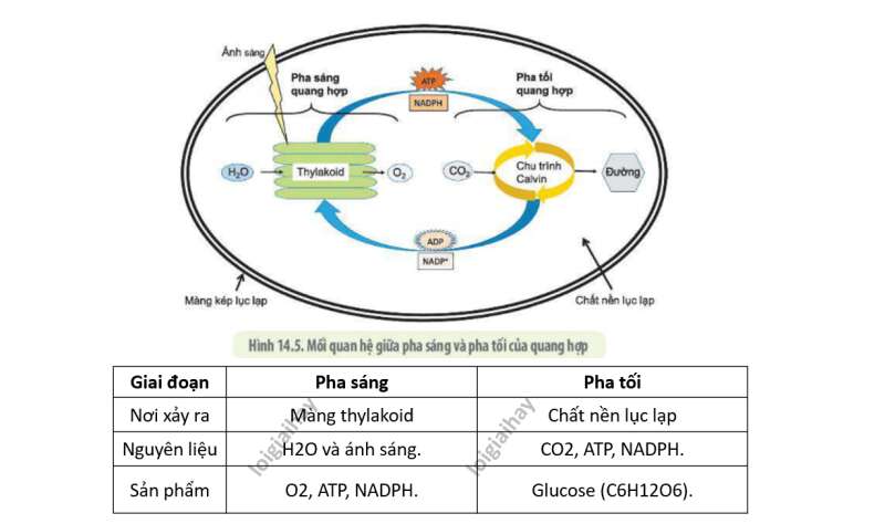 Lý thuyết Sinh học 10 Bài 11 (Cánh diều): Tổng hợp và phân giải các chất trong tế bào (ảnh 4)