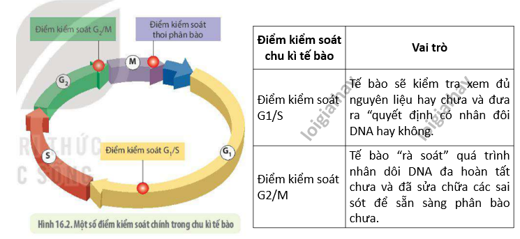 Lý thuyết Sinh học 10 Bài 16 (Kết nối tri thức): Chu kì tế bào và nguyên phân (ảnh 2)