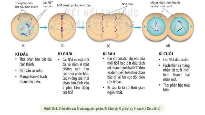 Lý thuyết Sinh học 10 Bài 13 (Cánh diều): Chu kì tế bào và nguyên phân (ảnh 4)