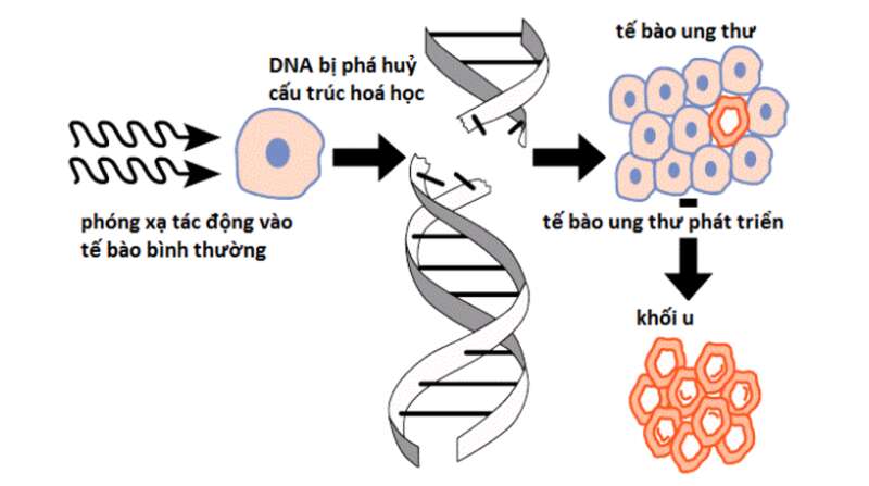 Lý thuyết Sinh học 10 Bài 16 (Kết nối tri thức): Chu kì tế bào và nguyên phân (ảnh 11)