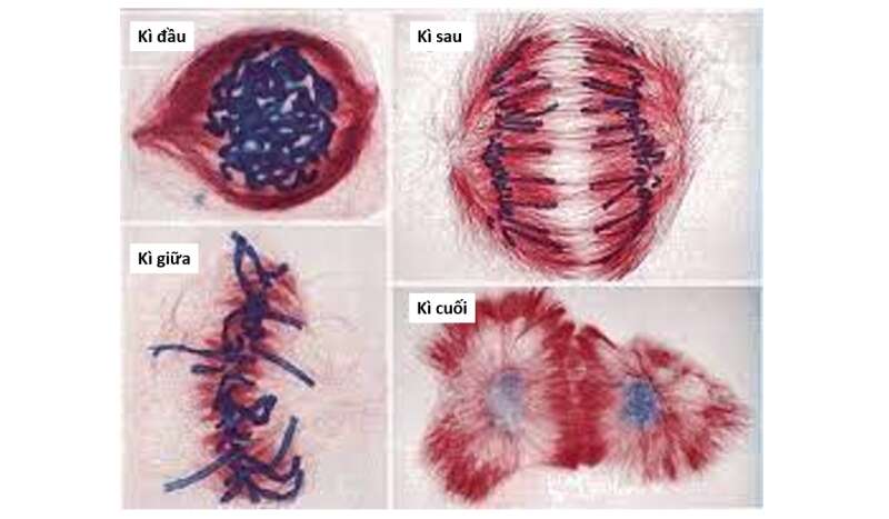 Lý thuyết Sinh học 10 Bài 16 (Kết nối tri thức): Chu kì tế bào và nguyên phân (ảnh 9)