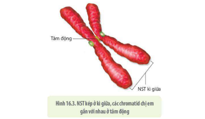 Lý thuyết Sinh học 10 Bài 16 (Kết nối tri thức): Chu kì tế bào và nguyên phân (ảnh 4)