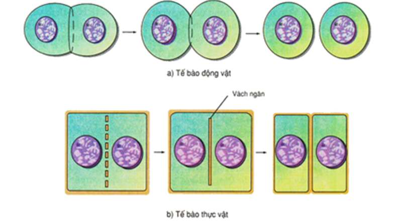 Lý thuyết Sinh học 10 Bài 16 (Kết nối tri thức): Chu kì tế bào và nguyên phân (ảnh 6)