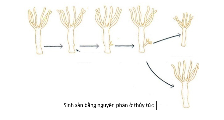 Lý thuyết Sinh học 10 Bài 16 (Kết nối tri thức): Chu kì tế bào và nguyên phân (ảnh 7)