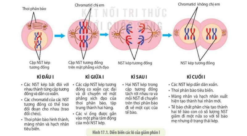 Lý thuyết Sinh học 10 Bài 19 (Chân trời sáng tạo): Quá trình phân bào (ảnh 5)