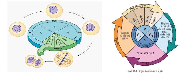 Lý thuyết Sinh học 10 Bài 18 (Chân trời sáng tạo): Chu kì tế bào (ảnh 3)
