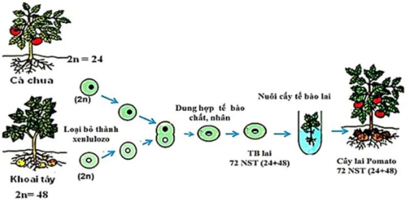 Lý thuyết Sinh học 10 Bài 19 (Kết nối tri thức): Công nghệ tế bào (ảnh 9)