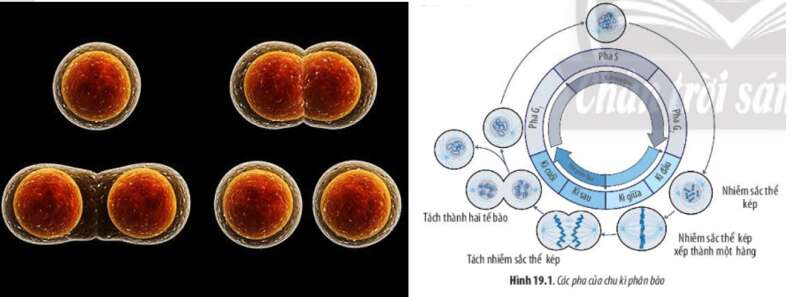 Lý thuyết Sinh học 10 Bài 19 (Chân trời sáng tạo): Quá trình phân bào (ảnh 1)