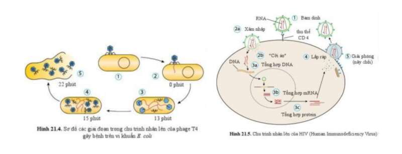 Lý thuyết Sinh học 10 Bài 21 (Cánh diều): Khái niệm, cấu tạo và chu trình nhân lên củ virus (ảnh 7)