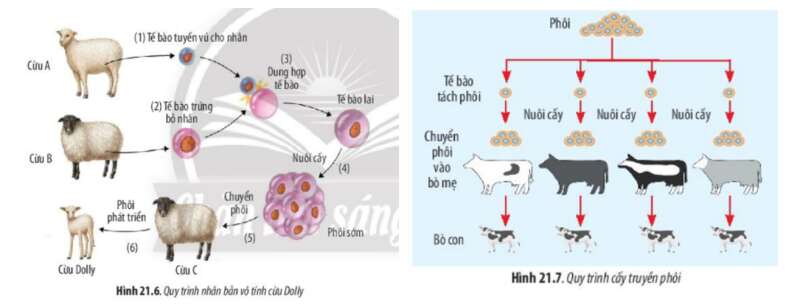 Lý thuyết Sinh học 10 Bài 21 (Chân trời sáng tạo): Công nghệ tế bào (ảnh 8)