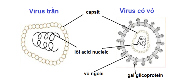 Lý thuyết Sinh học 10 Bài 24 (Kết nối tri thức): Khái quát về virus (ảnh 3)