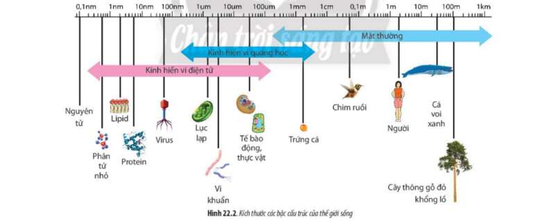 Lý thuyết Sinh học 10 Bài 22 (Chân trời sáng tạo): Khái quát về vi sinh vật (ảnh 1)