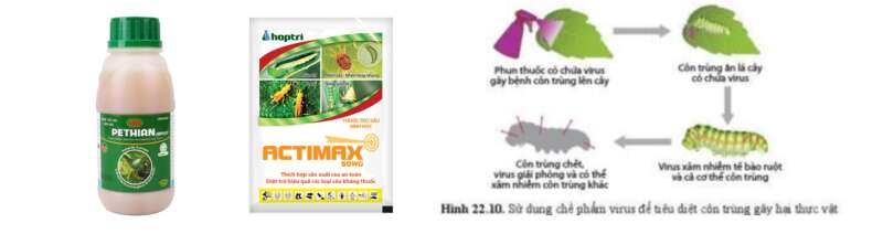 Lý thuyết Sinh học 10 Bài 22 (Cánh diều): Phương thức lây truyền, cách phòng chống và ứng dụng của virus (ảnh 8)
