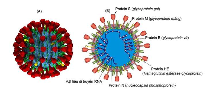 Lý thuyết Sinh học 10 Bài 21 (Cánh diều): Khái niệm, cấu tạo và chu trình nhân lên củ virus (ảnh 4)