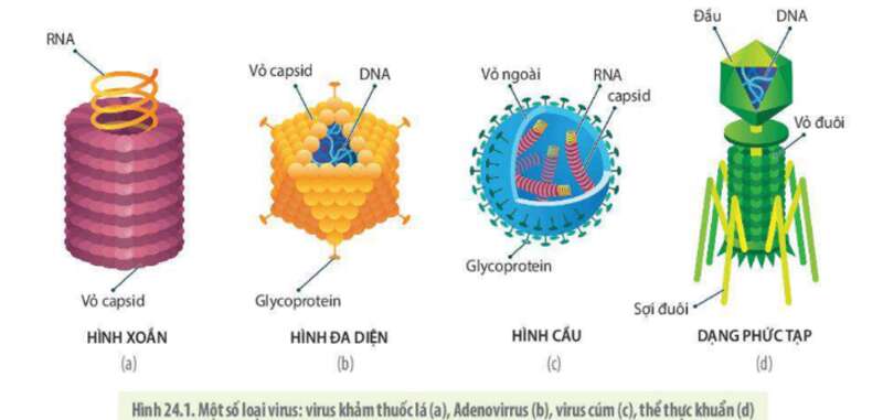Lý thuyết Sinh học 10 Bài 21 (Cánh diều): Khái niệm, cấu tạo và chu trình nhân lên củ virus (ảnh 5)