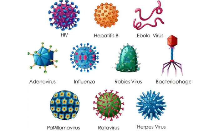 Lý thuyết Sinh học 10 Bài 24 (Kết nối tri thức): Khái quát về virus (ảnh 2)