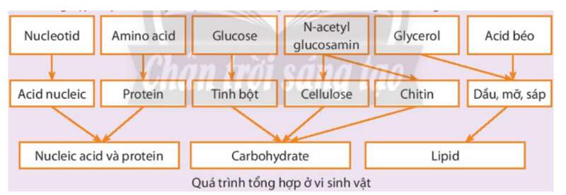 Lý thuyết Sinh học 10 Bài 19 (Cánh diều): Quá trình tổng hợp, phân giải ở vi sinh vật và ứng dụng (ảnh 1)