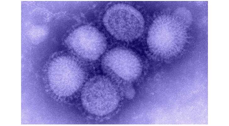 Lý thuyết Sinh học 10 Bài 25 (Kết nối tri thức): Một số bệnh do virus và các thành tựu nghiên cứu ứng dụng virus (ảnh 13)
