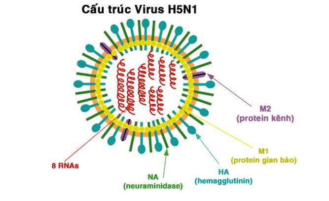 Lý thuyết Sinh học 10 Bài 25 (Kết nối tri thức): Một số bệnh do virus và các thành tựu nghiên cứu ứng dụng virus (ảnh 12)