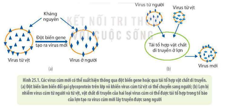 Lý thuyết Sinh học 10 Bài 25 (Kết nối tri thức): Một số bệnh do virus và các thành tựu nghiên cứu ứng dụng virus (ảnh 4)