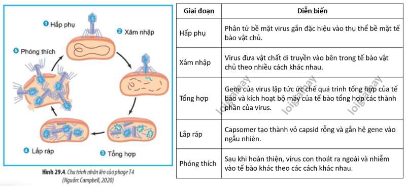 Lý thuyết Sinh học 10 Bài 21 (Cánh diều): Khái niệm, cấu tạo và chu trình nhân lên củ virus (ảnh 6)