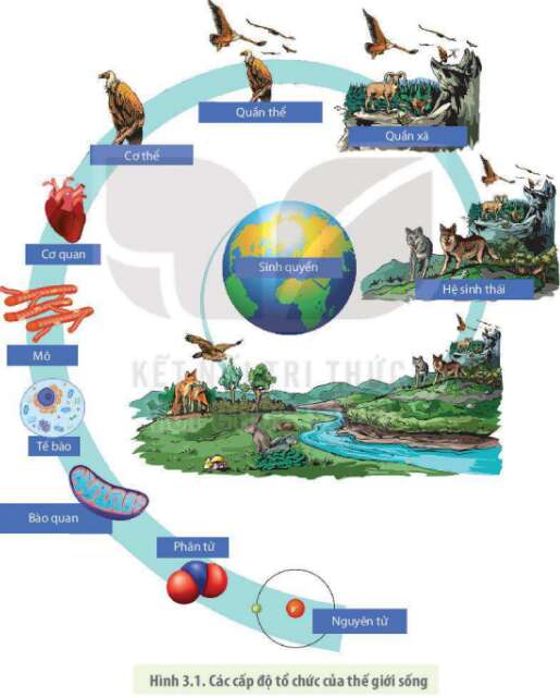 Lý thuyết Sinh học 10 Bài 3 (Kết nối tri thức): Các cấp độ tổ chức của thế giới sống (ảnh 3)