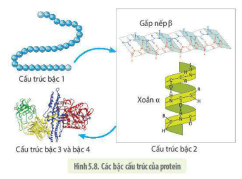 Lý thuyết Sinh học 10 Bài 5 (Kết nối tri thức): Các phân tử sinh học (ảnh 15)