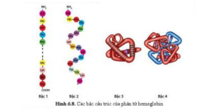 Lý thuyết Sinh học 10 Bài 6 (Cánh diều): Các phân tử sinh học (ảnh 10)
