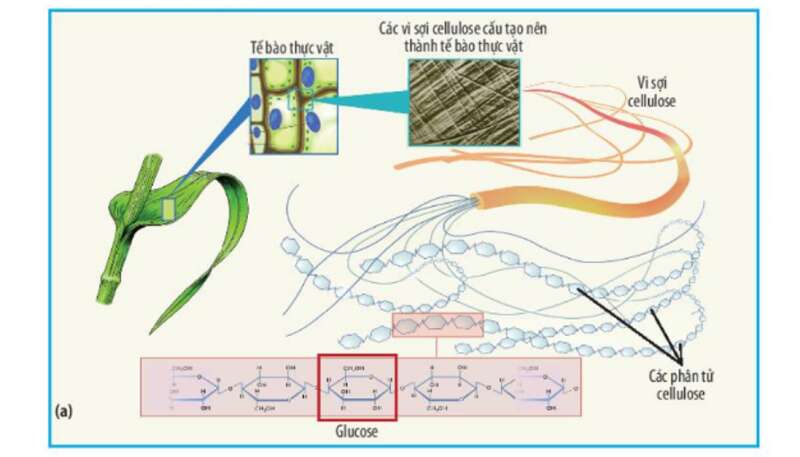 Lý thuyết Sinh học 10 Bài 6 (Chân trời sáng tạo): Các phân tử sinh học trong tế bào (ảnh 6)