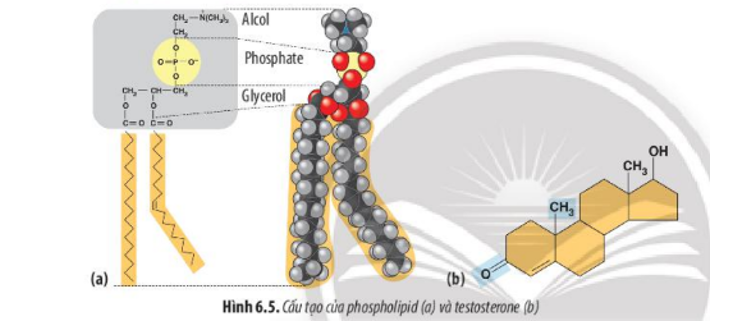 Lý thuyết Sinh học 10 Bài 6 (Chân trời sáng tạo): Các phân tử sinh học trong tế bào (ảnh 9)