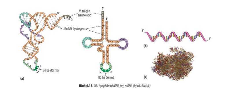 Lý thuyết Sinh học 10 Bài 6 (Chân trời sáng tạo): Các phân tử sinh học trong tế bào (ảnh 18)