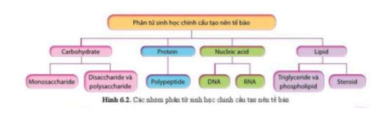 Lý thuyết Sinh học 10 Bài 6 (Chân trời sáng tạo): Các phân tử sinh học trong tế bào (ảnh 2)