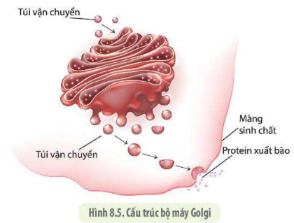 Lý thuyết Sinh học 10 Bài 8 (Cánh diều): Cấu trúc của tế bào nhân thực (ảnh 9)