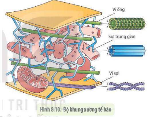Lý thuyết Sinh học 10 Bài 8 (Cánh diều): Cấu trúc của tế bào nhân thực (ảnh 15)